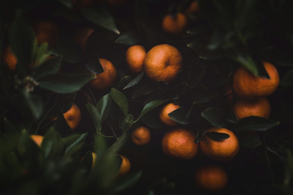 Ripe oranges among deep green leaves