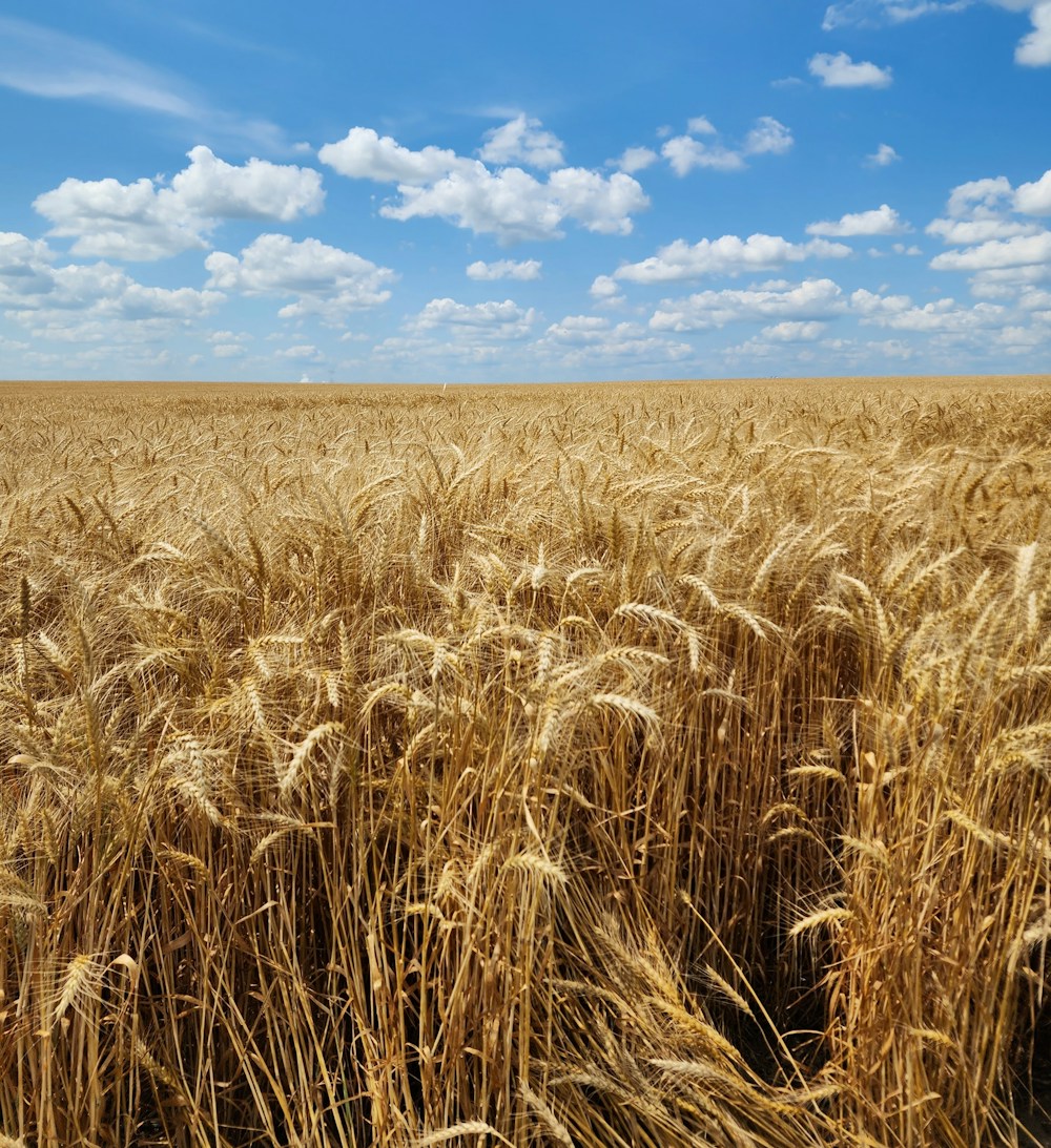 A golden wheat field beneath a summer sky